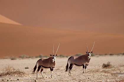 Gemsboks in the dunes of the Namib Desert