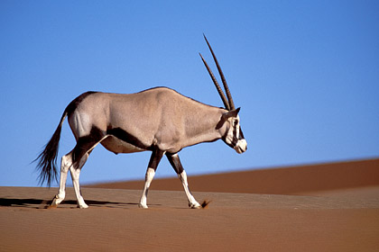 Oryx dans les dunes du dsert du Namib