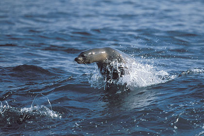 Galapagos Sea Lion : Surf session at Seymour