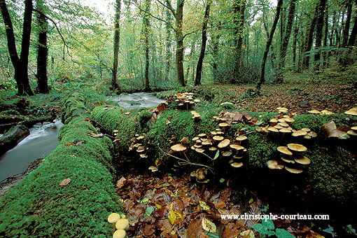 Paysage d'automne en forêt domaniale de Carnoët
