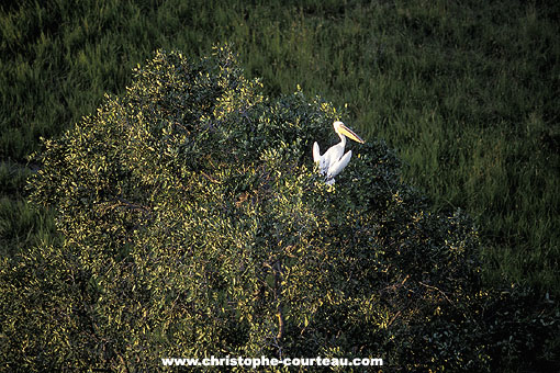 Pélican blanc au sommet d'un arbre le soir