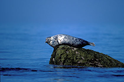 Grey seal. Low tide