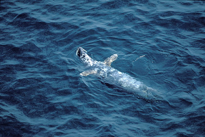 Grey Seal. Swim on the back ! Cool !