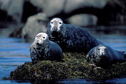 Grey Seals at rest during low tide