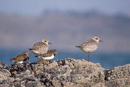 Silver Plovers or Grey Plovers. Low tide