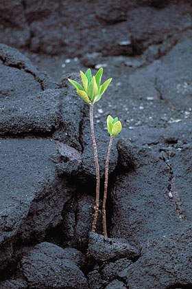 Young White Mangrove in Lava Field