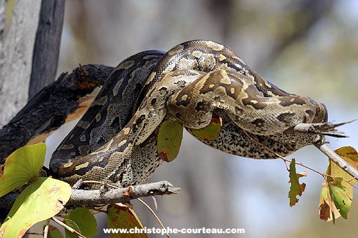 Rock Python resting in a mopane tree.