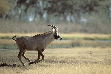 Antilope Roanne, mâle en pleine course