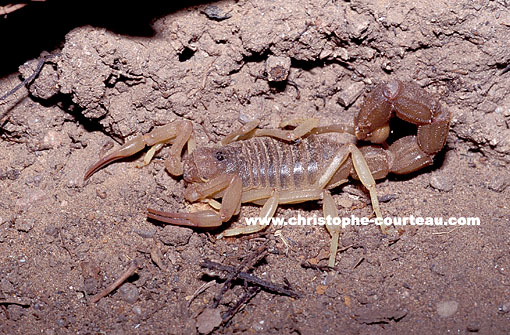 Scorpion, by night in the camp