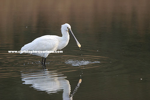 European Spoonbill, in a salty marsh behind the shore.