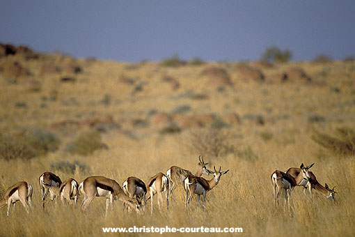 Springboks dans le Damaraland / Namibie