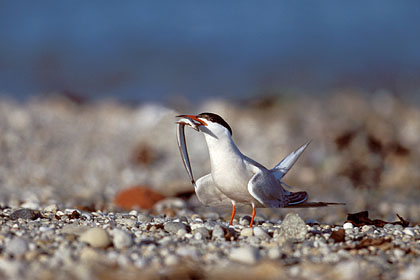 Common Tern. Courtship Display