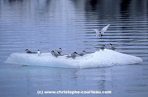 Arctic Terns on Iceberg