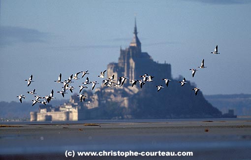 Shelducks Flying in the bay of Le Mont-Saint-Michel