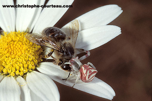 Spider catching its prey : a honeybee