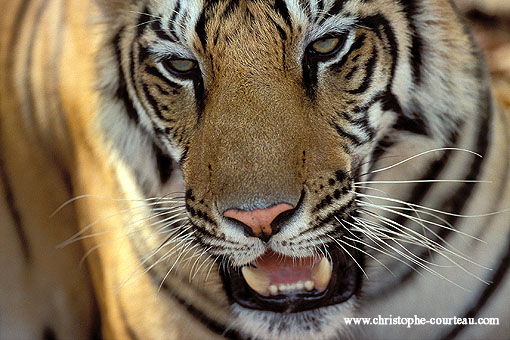 Portrait d'une tigresse adulte