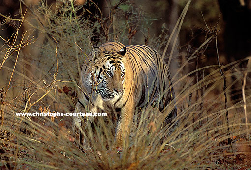 Tigre du Bengale, mle adulte en fort