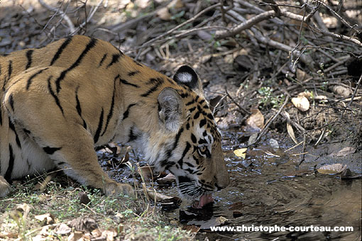 Tigre en train de boire en sous-bois