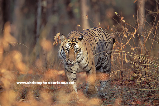Tigre, mle adulte dans toute sa puissance et sa splendeur