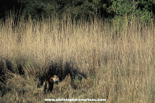Tigre du Bengale dans une prairie humide