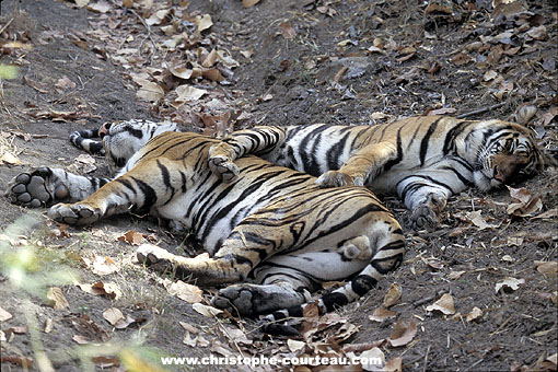 Jeunes tigres (deux frères) en train de dormir à l'ombre