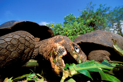 Giant Tortoises. Feeding