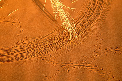 Traces dans le sable des dunes