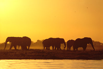 Troupeau d'lphants. Botswana