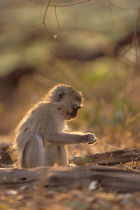 Young Vervet Monkey : eating some seeds on the ground