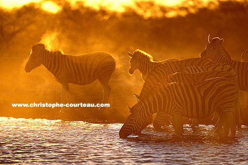Burchell's Zebras at Water Hole at dusk