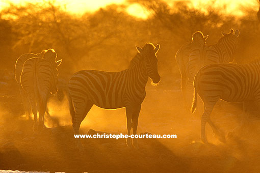 Burchell's Zebras at Water hole at dusk.