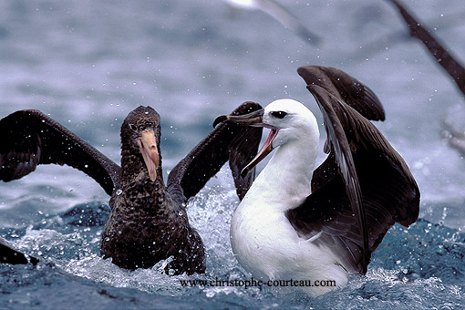 Combat entre Albatros et Pétrel Géant / large de la Nouvelle-Zélande