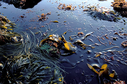 Algues à marées basse en mer d'Iroise