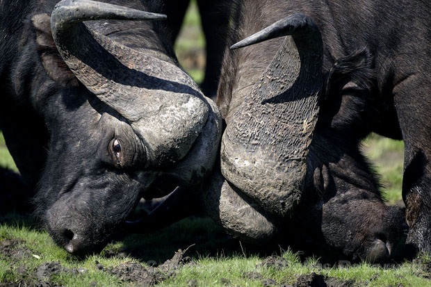 African Buffalos. Bulls Fighting