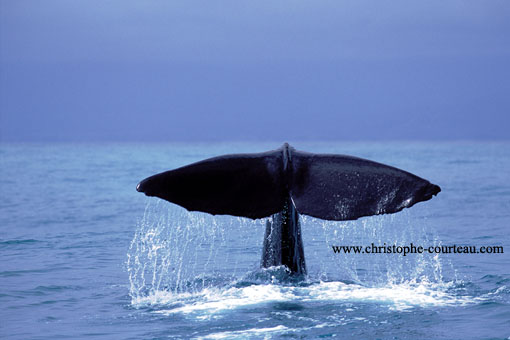 Sperm Whale / Diving Offshore NZ