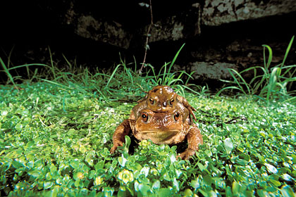 Toads Mating by night