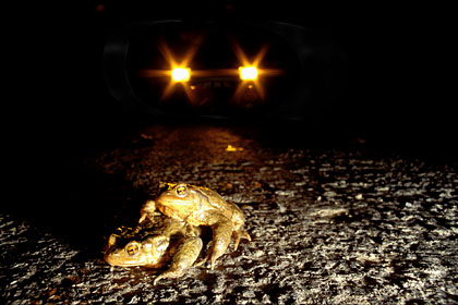 Common Toads. Forest road crossing by night...