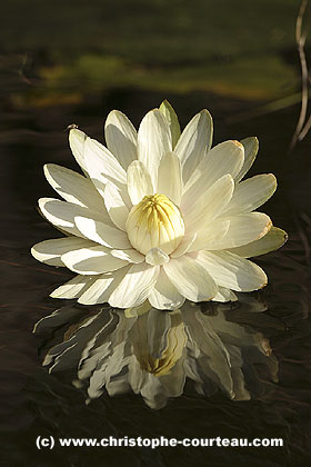 Fleur de Lotus ou faux-nénuphar, ne s'ouvre que le soir