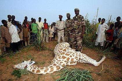 Girafe braconnée