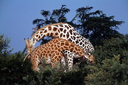 Couple de Girafes du désert. Femelle en oestrus