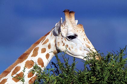 Girafe du désert. Robe très pâle.