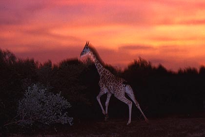 Girafe en brousse tigrée à la tombée de la nuit.