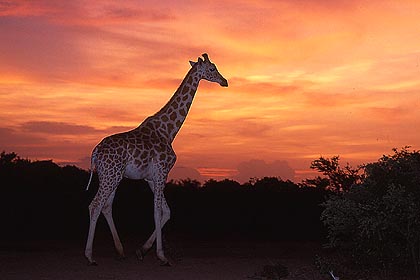 Girafe en brousse tigrée à la tombée de la nuit
