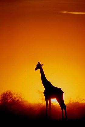 Girafe dans l'ultime lumire