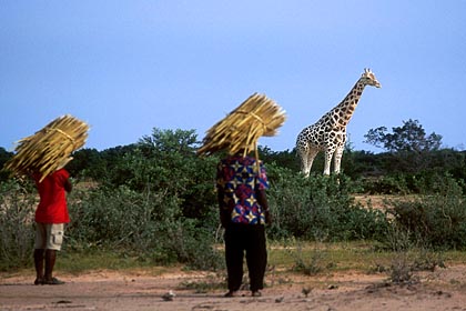 Cohabitation quotidienne entre villageois et girafes