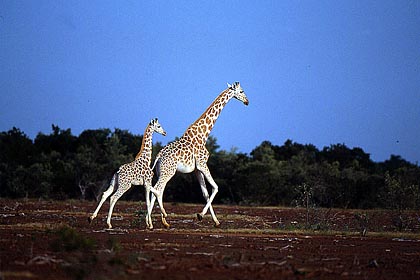 Giraffes running in the bush