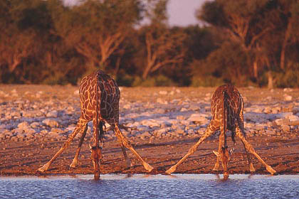 Girafes au point d'eau en position délicate