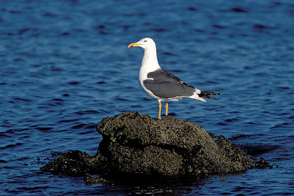 Lesser Black-backed Gull. Brittany