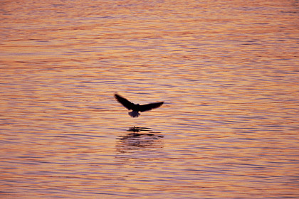 Great Black-backed Gull. Take-off at dusk