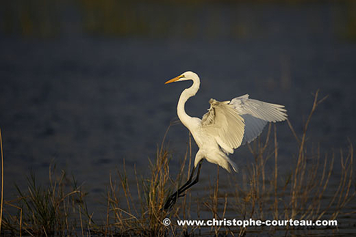 Great Egret, in the Okavango Delta Marshes